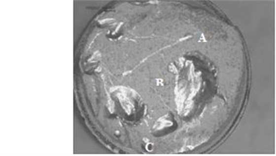 圖11-140 斷面宏觀形貌 圖11-140 斷面宏觀形貌