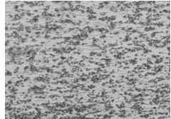 35鋼原材料球化退火態金相組織 400×