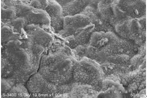 圖13-5 A區斷面內側微觀形貌