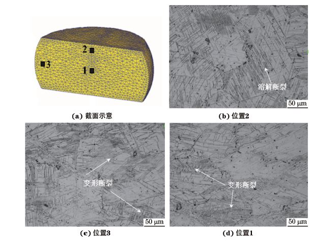 圖３ 在９８０ ℃、應變速率為０．０１０s－１下壓縮至應變量為３０％后GH４１６９合金不同區域的顯微組織