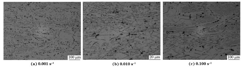 圖６ 在９８０ ℃、不同應變速率下壓縮至應變量為７０％后GH４１６９合金的顯微組織
